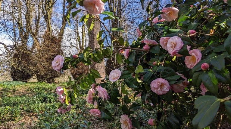 A large shurb with dark green leaves and pale pink, open flowers